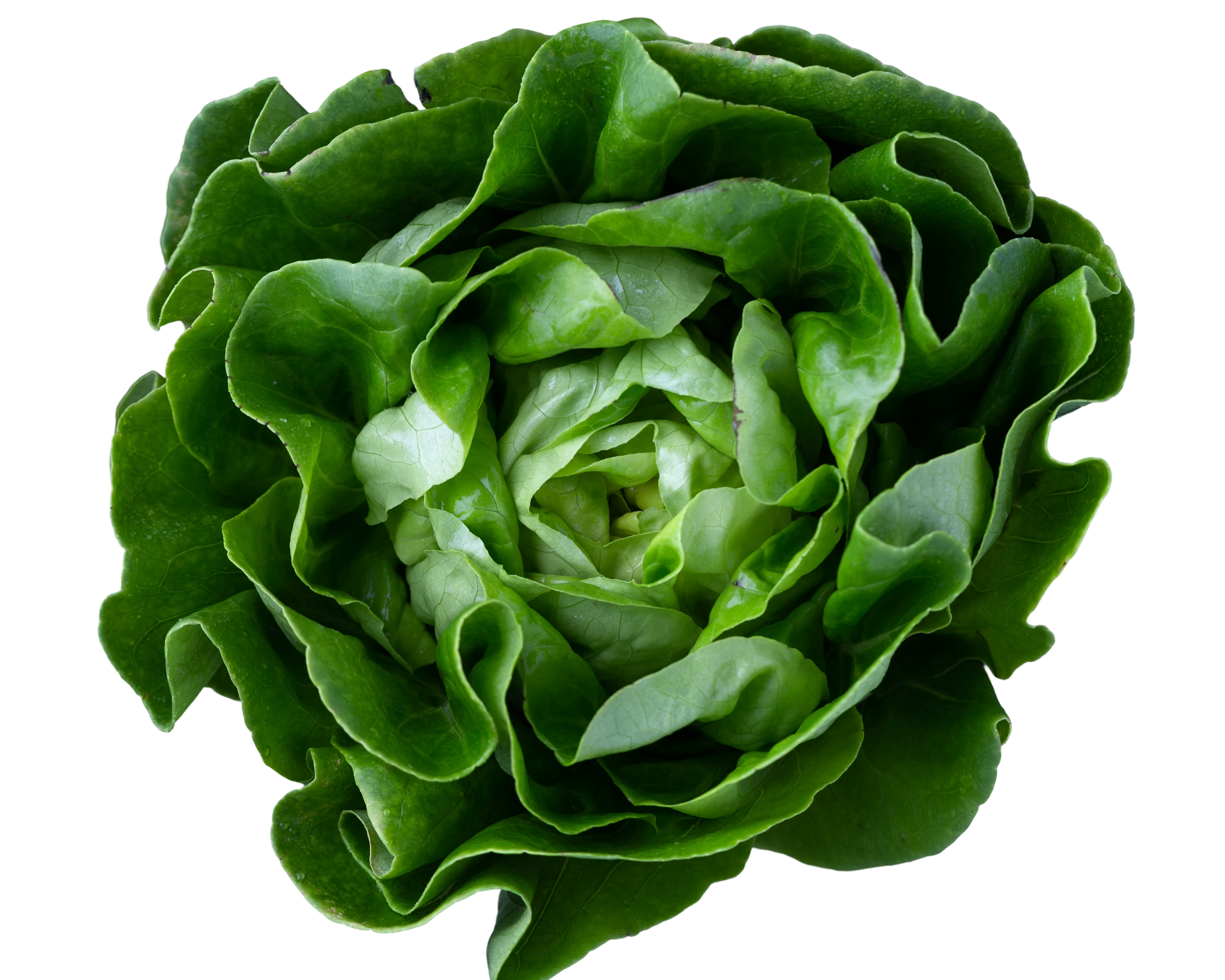 Lettuce